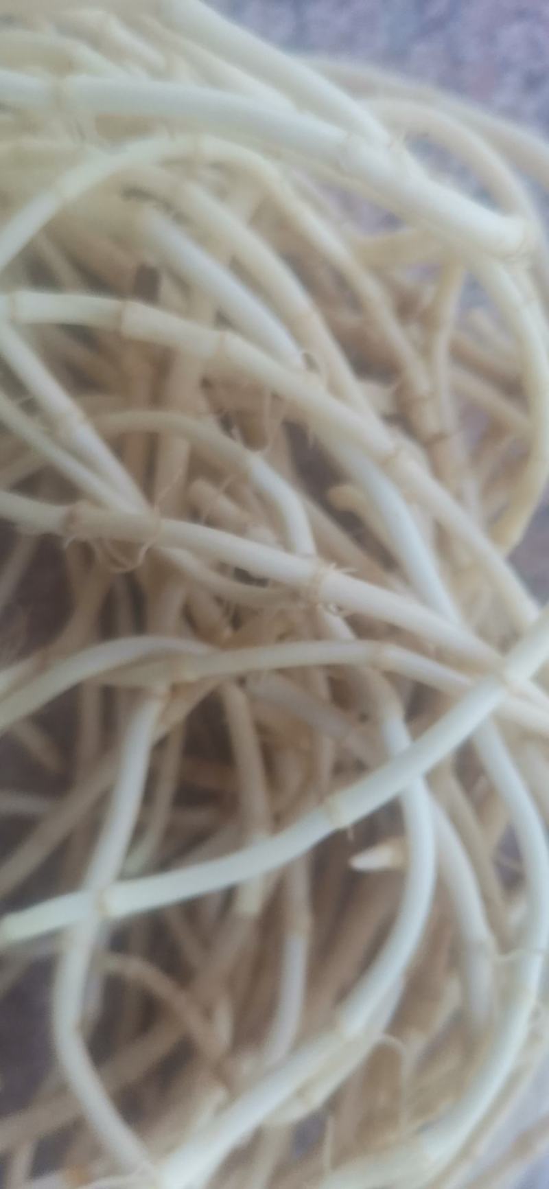 广鱼腥草当天挖当天到保证3到5天不变色不断货每天都有