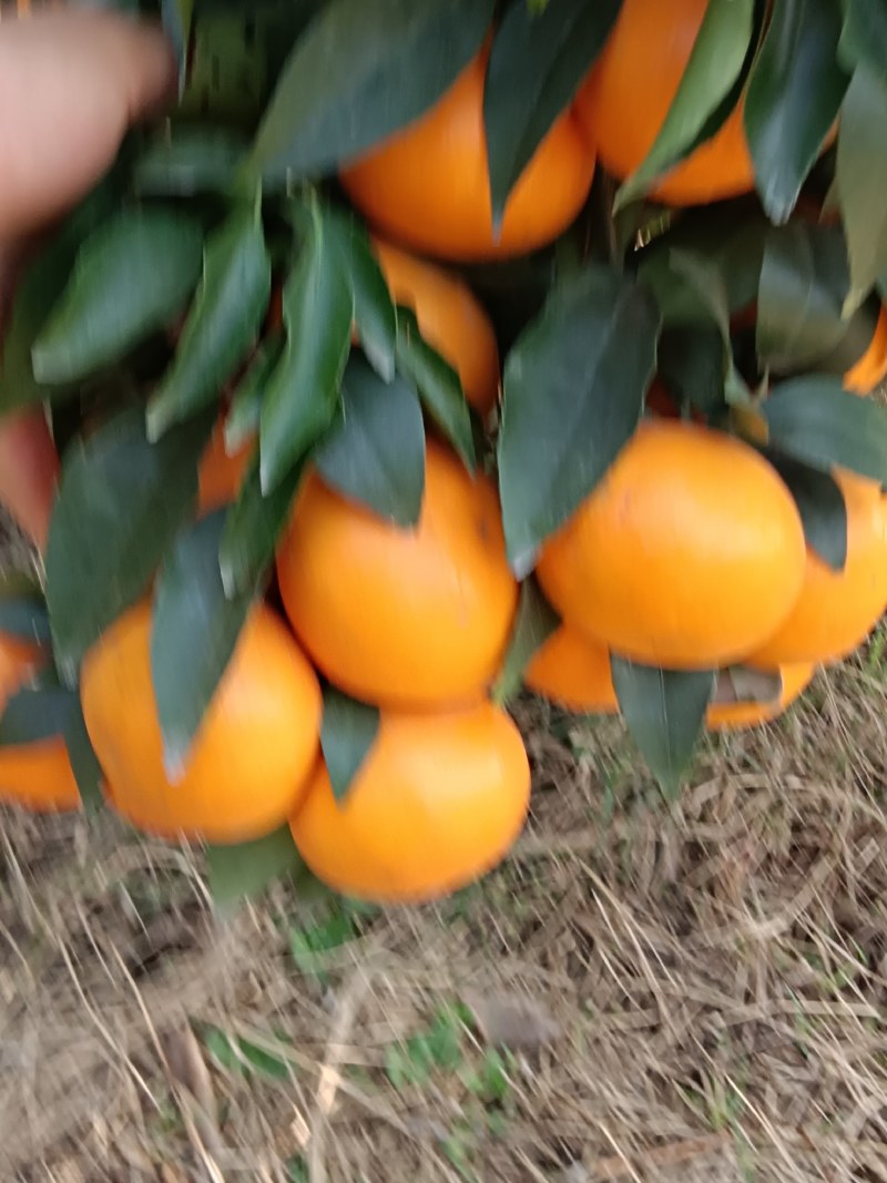 沃柑