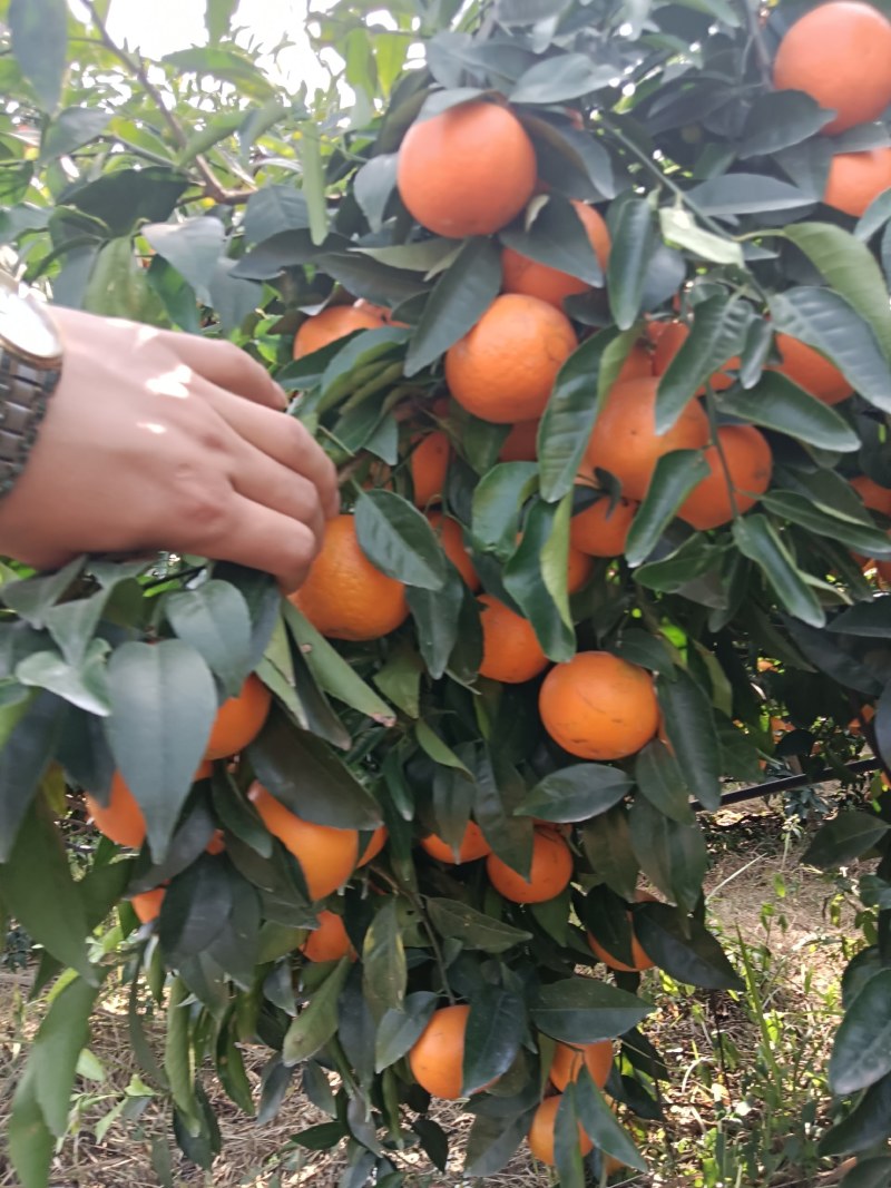 沃柑