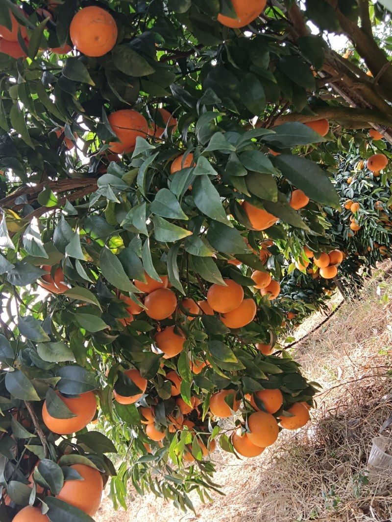 沃柑