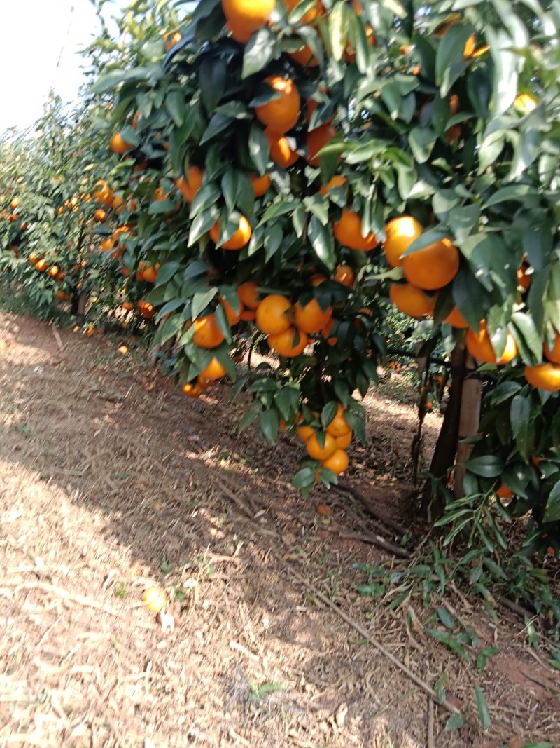 沃柑