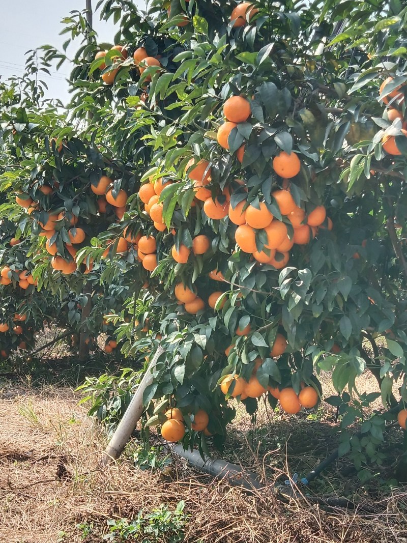 沃柑