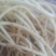 广鱼腥草当天挖当天到保证3到5天不变色不断货每天都有