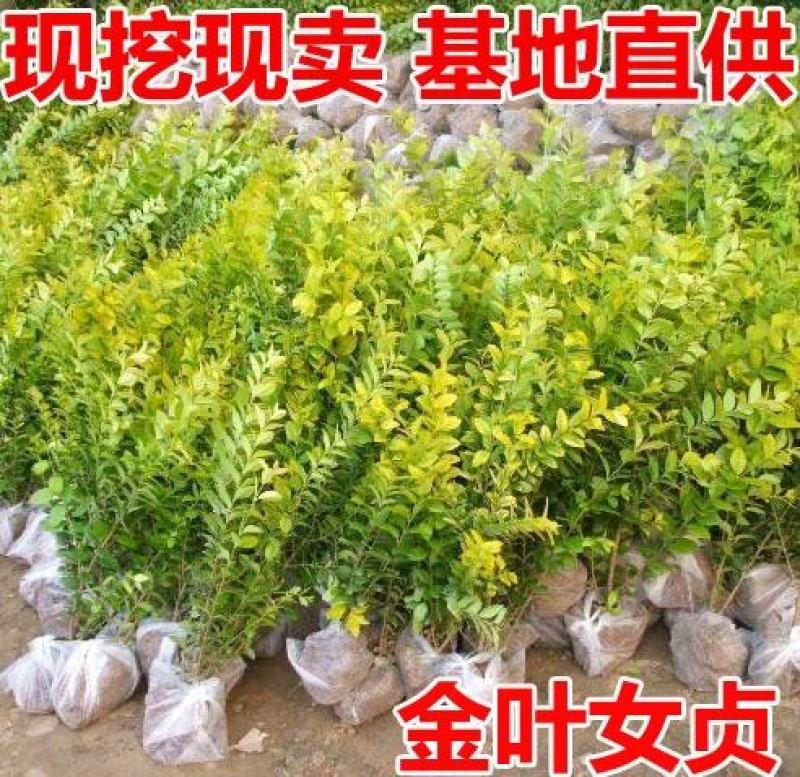 绿化苗木，金叶女贞，乔灌木，大量现货供应金叶女贞树苗小叶