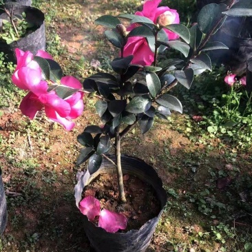 茶梅