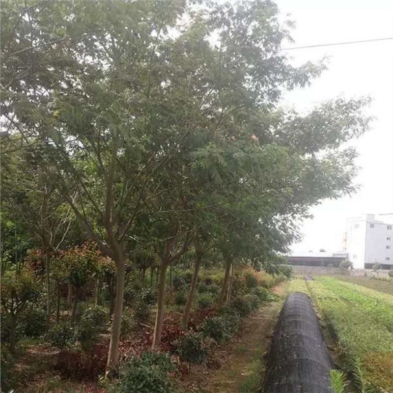 乌桕树苗，绿化苗木用苗，乌桕树苗彩叶乌桕树苗庭院别墅绿化