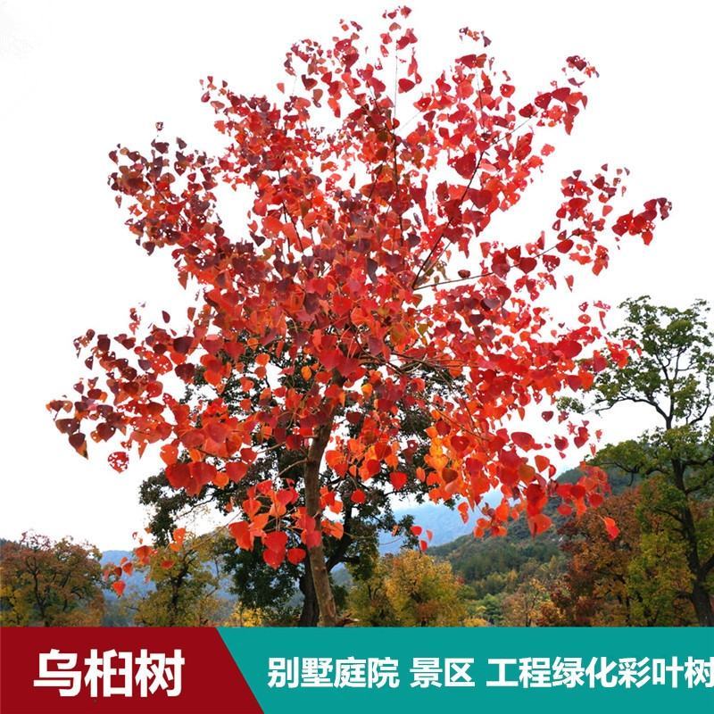 乌桕树苗，绿化苗木用苗，乌桕树苗彩叶乌桕树苗庭院别墅绿化