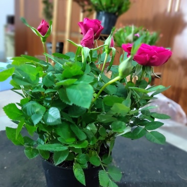 玫瑰花
