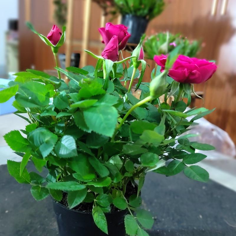玫瑰花