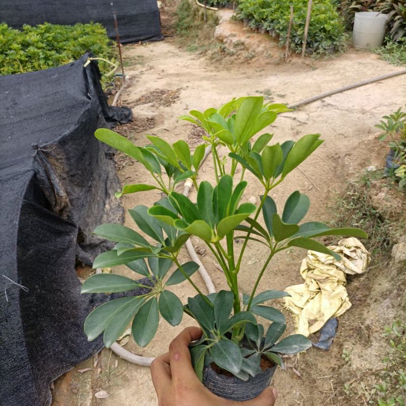 鸭脚木