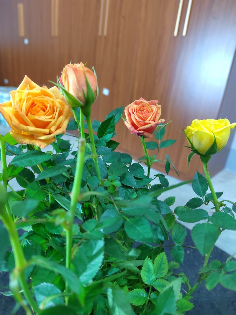 玫瑰花