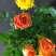 玫瑰花