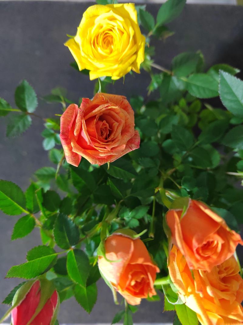 玫瑰花