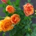 玫瑰花