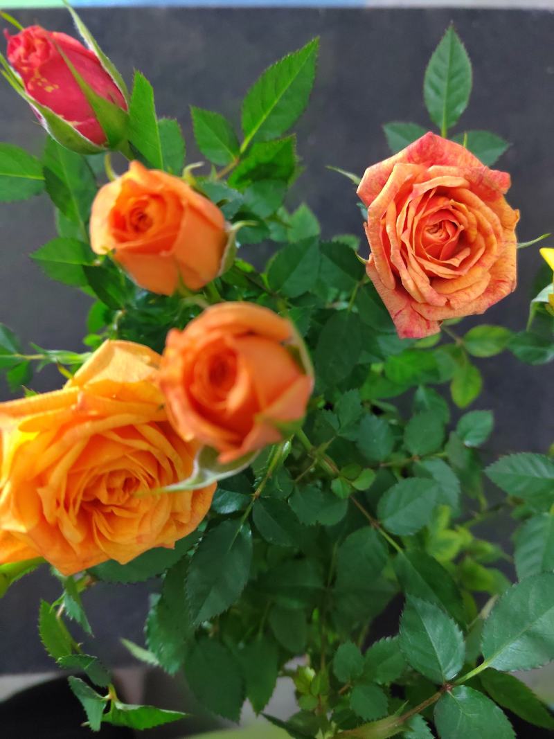 玫瑰花