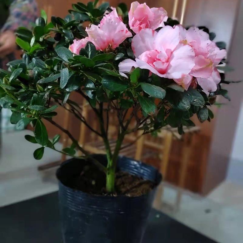 二十一杯樱桃红杜鹃花