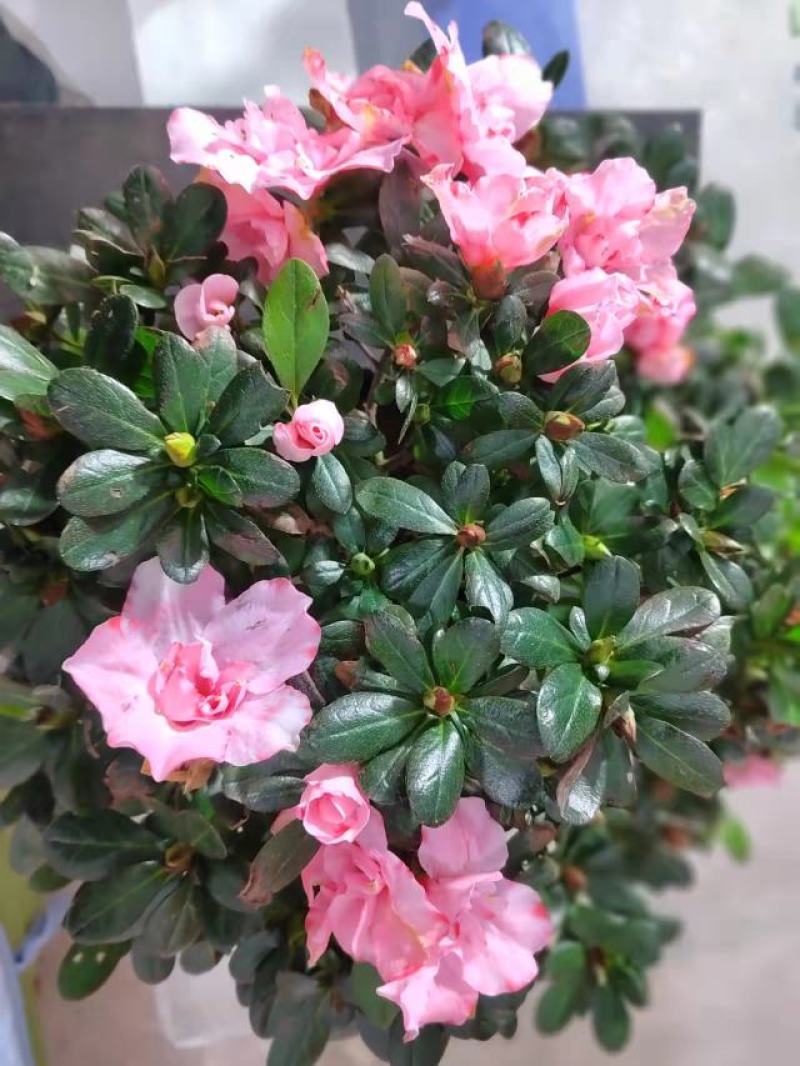 二十一杯樱桃红杜鹃花