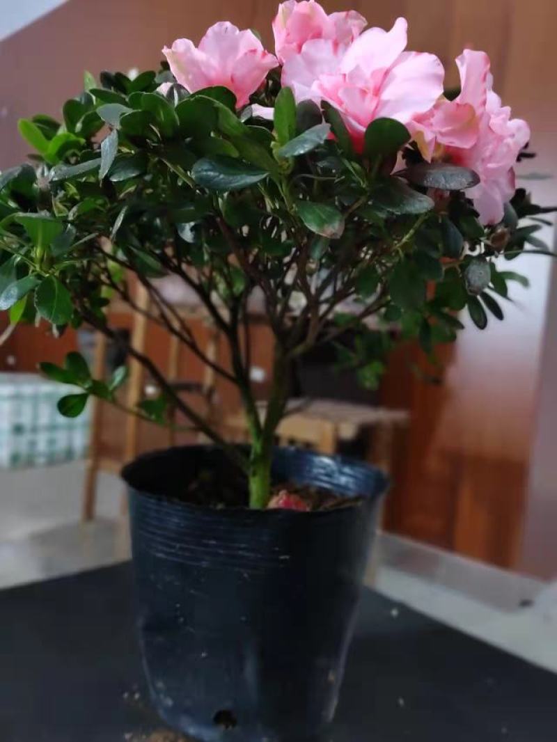 二十一杯樱桃红杜鹃花
