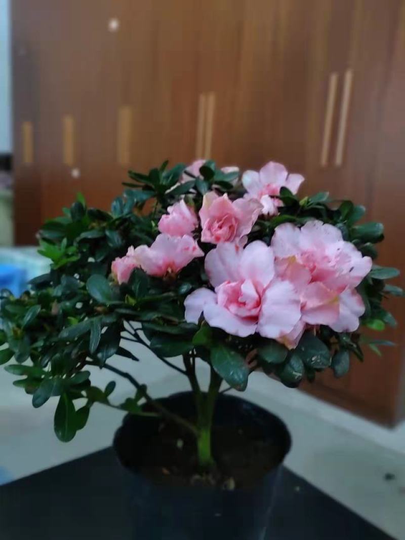 二十一杯樱桃红杜鹃花