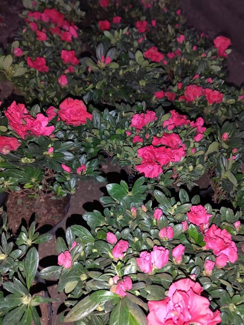 二十一杯玫红杜鹃花