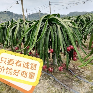 广东阳春优质红心火龙果苗，80公分大苗，当年种当年挂果