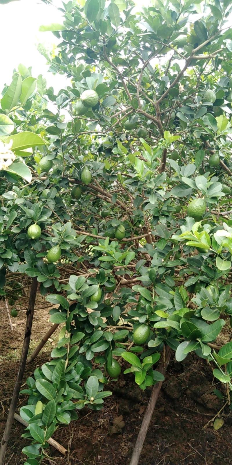 广东香水无籽柠檬一级果，二级果，黄果，江门果园现摘现发