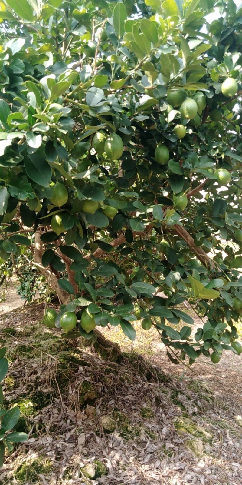 广东香水无籽柠檬一级果，二级果，黄果，江门果园现摘现发