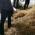 大荔无硫头茬精品黄花菜，干货产地直发，永不断货，