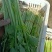 芹菜40cm以上大量上市，品质好！