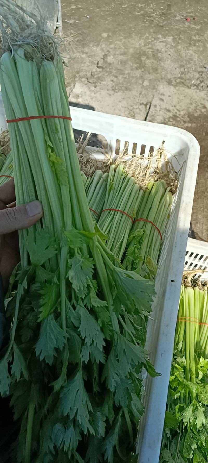 芹菜40cm以上大量上市，品质好！