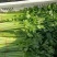 芹菜40cm以上大量上市，品质好！