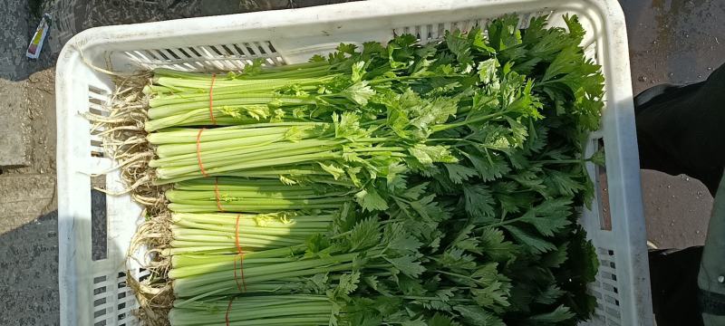 芹菜40cm以上大量上市，品质好！