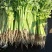 芹菜40cm以上大量上市，品质好！