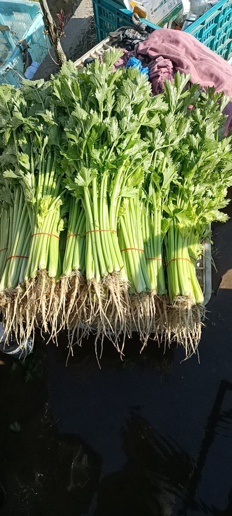 芹菜40cm以上大量上市，品质好！