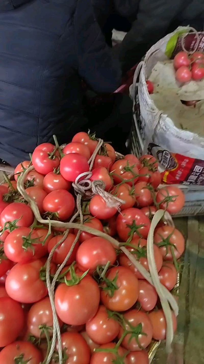 山东省临沂费县万亩硬粉西红柿大量上市现摘现发可农超对接