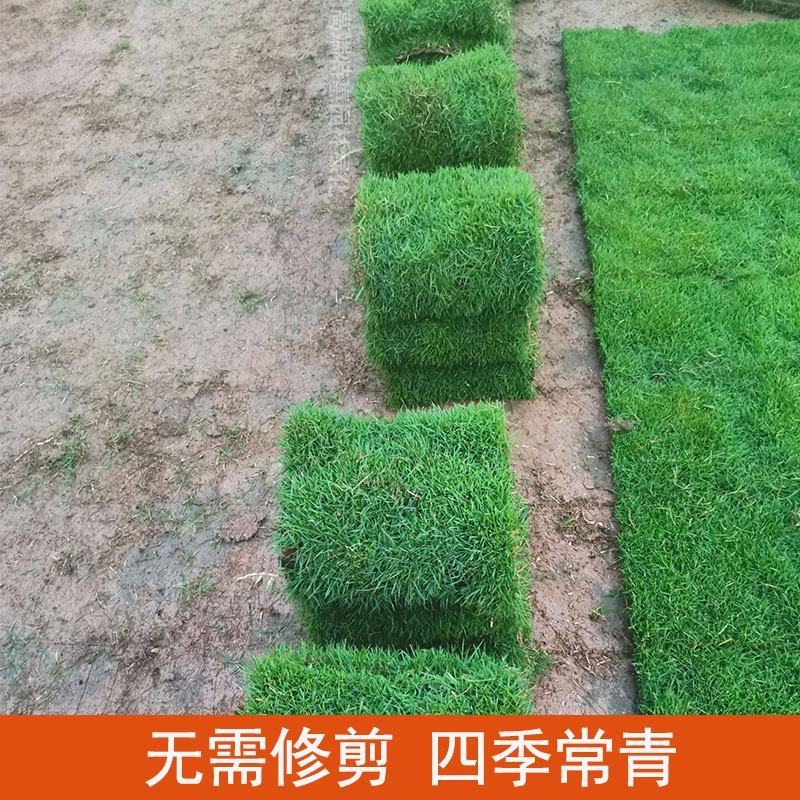 草坪草，四季草坪草，耐寒耐旱草坪草，品种齐全绿化用