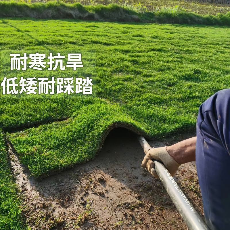 草坪草，四季草坪草，耐寒耐旱草坪草，品种齐全绿化用