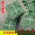 草坪草，四季草坪草，耐寒耐旱草坪草，品种齐全绿化用