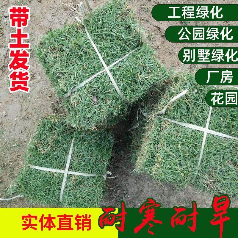 草坪草，四季草坪草，耐寒耐旱草坪草，品种齐全绿化用