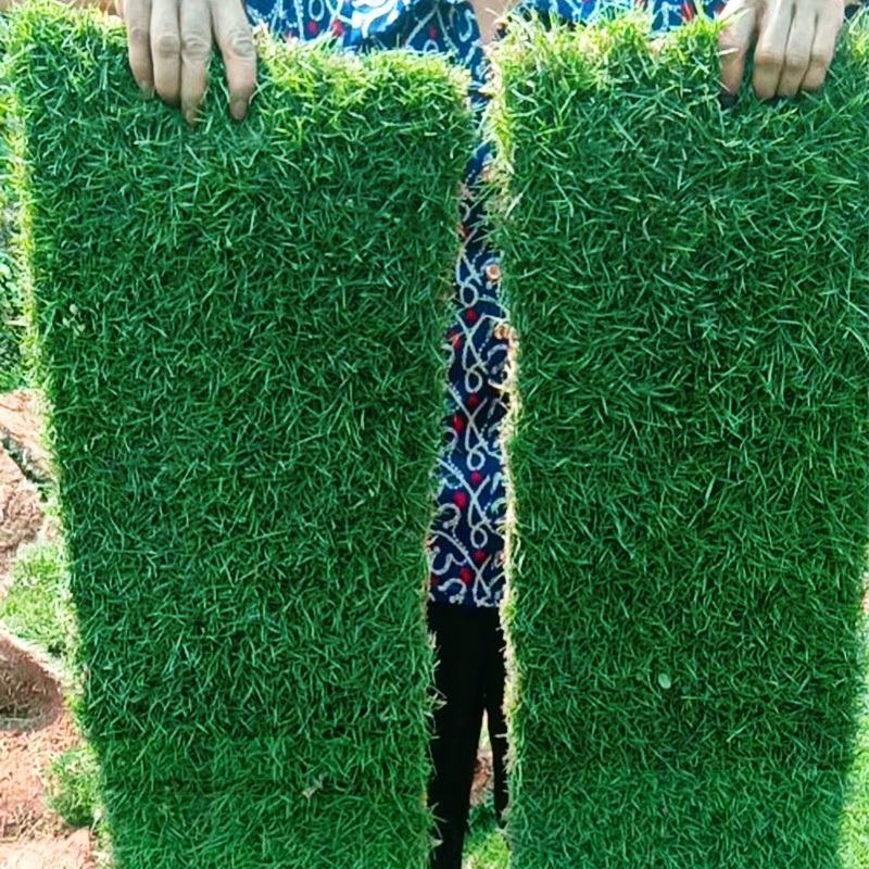 草坪草，四季草坪草，耐寒耐旱草坪草，品种齐全绿化用