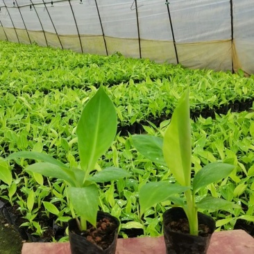 巴西香蕉苗，西贡蕉苗，红蕉苗，威廉斯b6，桂蕉一号等