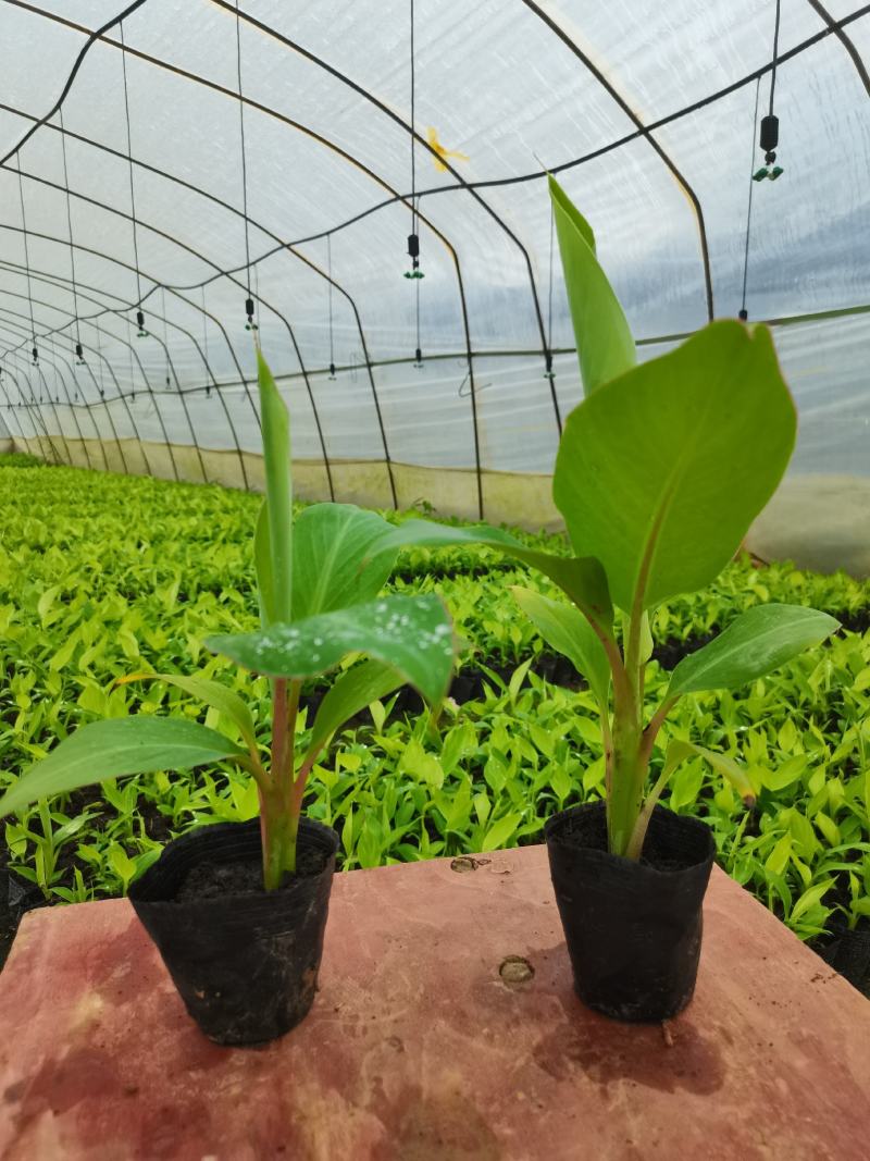 巴西香蕉苗，西贡蕉苗，红蕉苗，威廉斯b6，桂蕉一号等