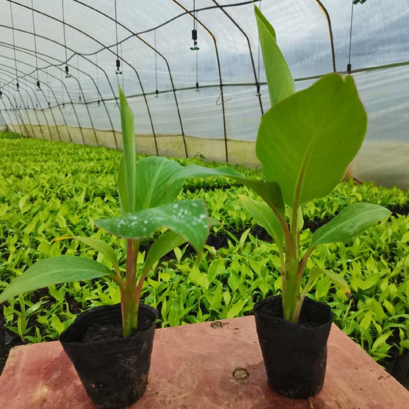 巴西香蕉苗，西贡蕉苗，红蕉苗，威廉斯b6，桂蕉一号等