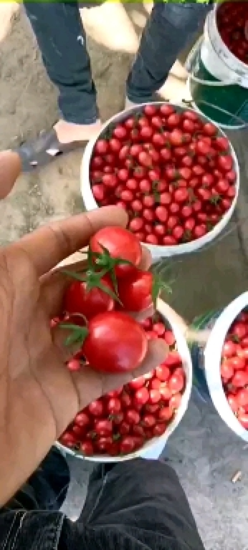 海南陵水千禧果
