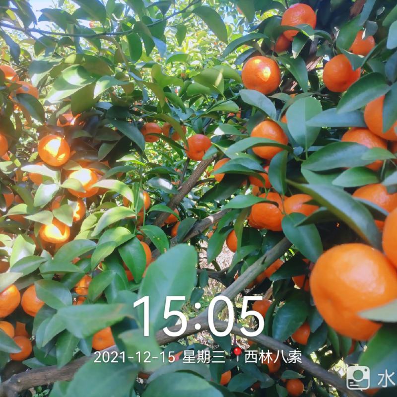 西林沙糖桔