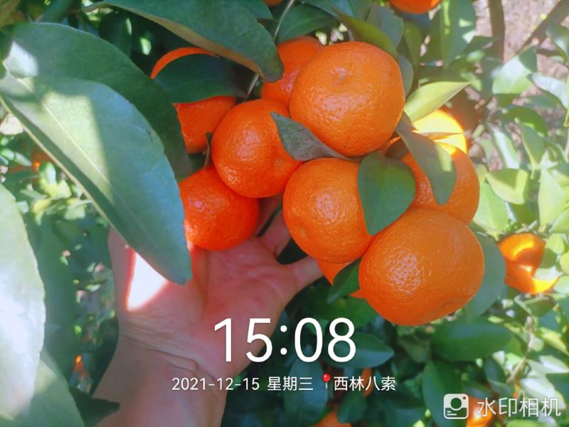 西林沙糖桔