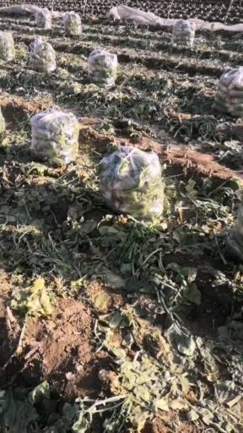 华册区青皮萝卜大量上市欢迎全国各地客户前来看货订购谢谢大
