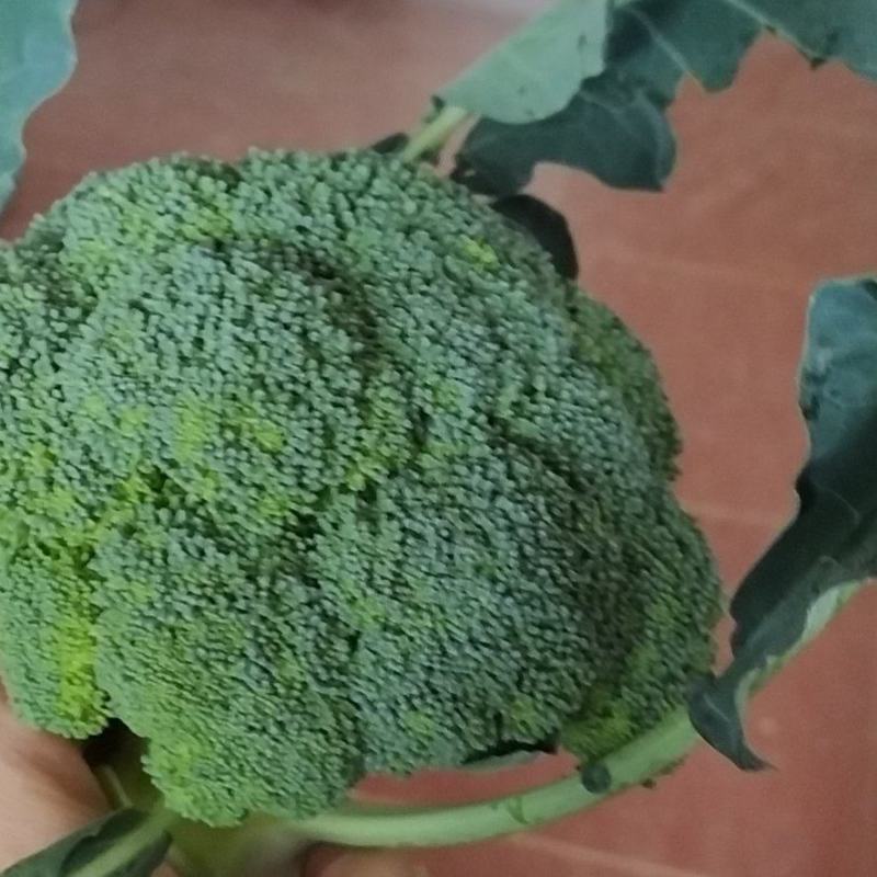 西蓝花现货湖北西蓝花大量上市产地直发可视频看货