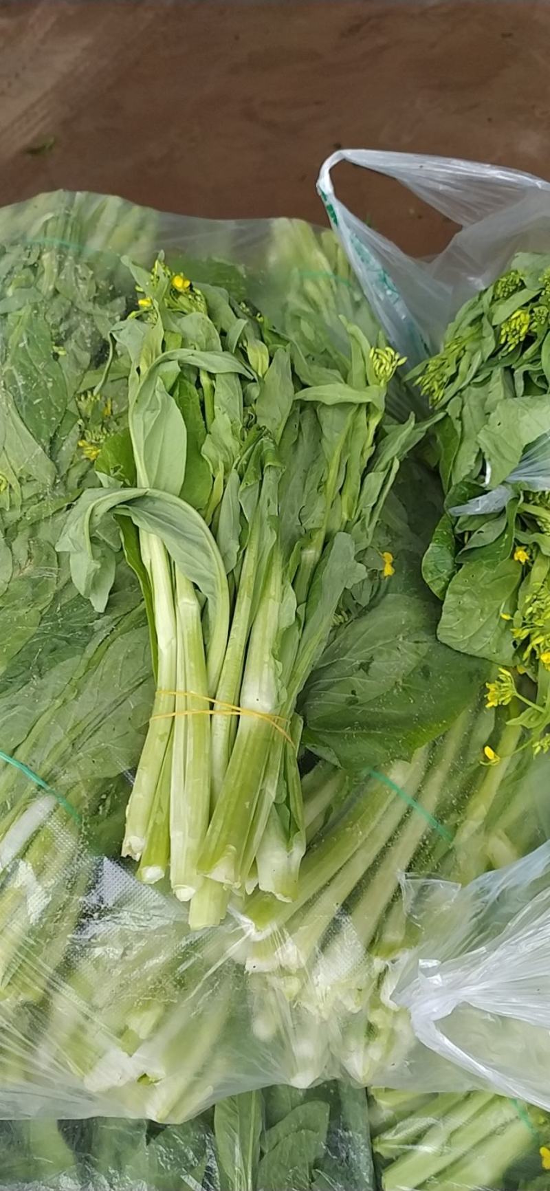 白菜苔湖北白菜苔大量上市产地直供可视频看货