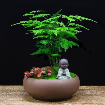 文竹盆栽植物室内净化空气办公室绿植花卉盆栽盆景四季常青小